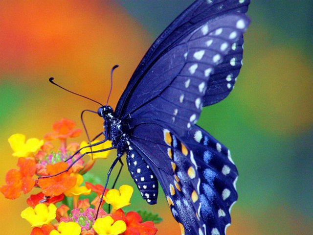Все о бабочках в Черкесске | ЗооТом портал о животных