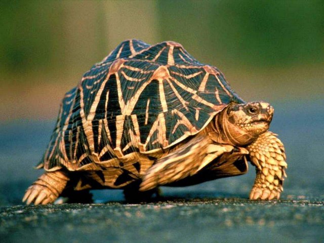 Все о черепахах в Черкесске | ЗооТом портал о животных