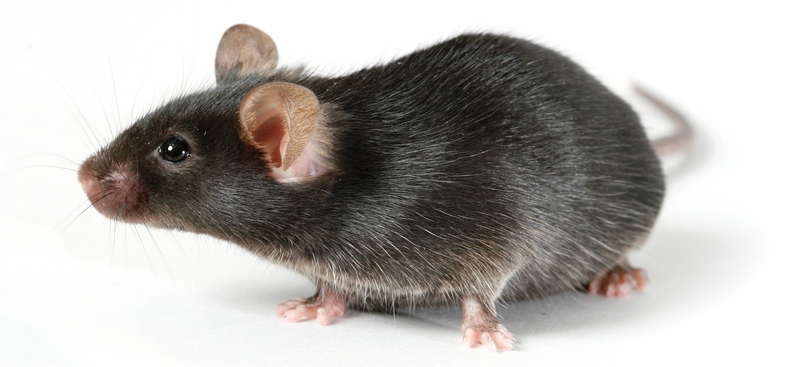 Все о крысах в Черкесске | ЗооТом портал о животных