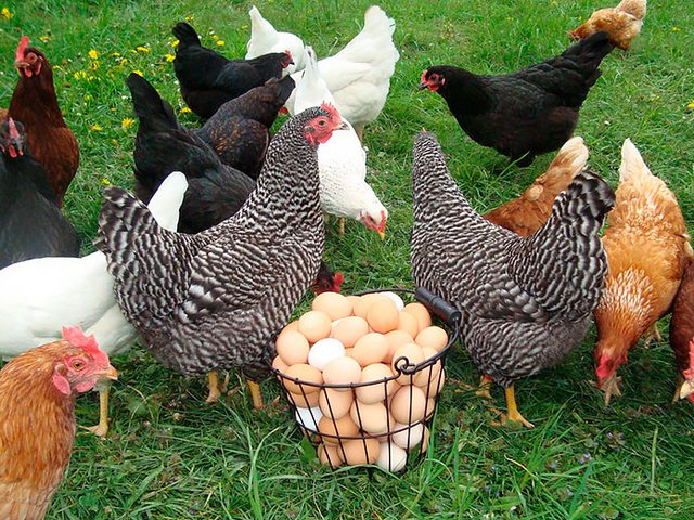 Содержание кур и уход за ними | ЗооТом - продажа, вязка и услуги для животных в Черкесске