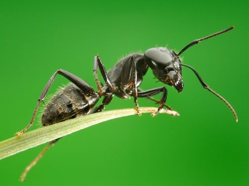 Все о муравьях в Черкесске | ЗооТом портал о животных