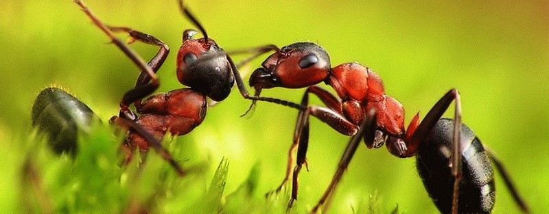 Все о муравьях в Черкесске | ЗооТом портал о животных