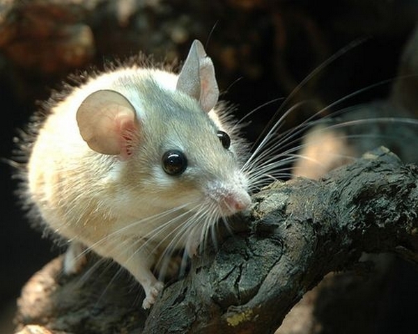 Все о мышах в Черкесске | ЗооТом - продажа, вязка и услуги для животных в Черкесске