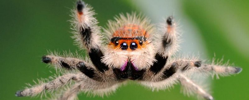 Все о пауках в Черкесске | ЗооТом портал о животных