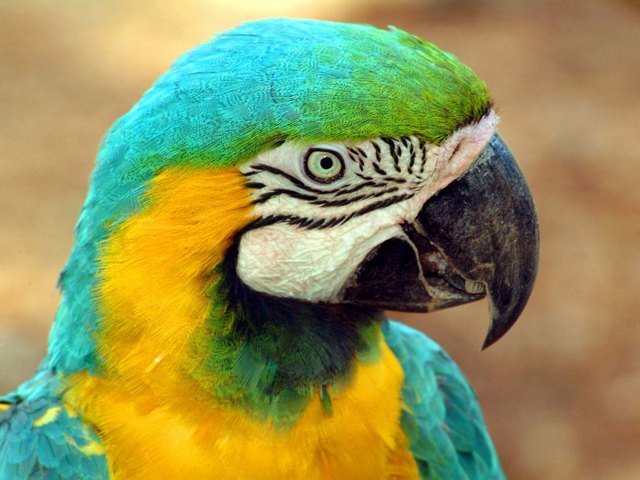 Все о попугаях в Черкесске | ЗооТом портал о животных