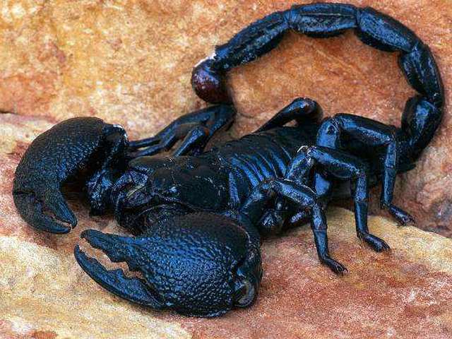 Все о скорпионах в Черкесске | ЗооТом портал о животных