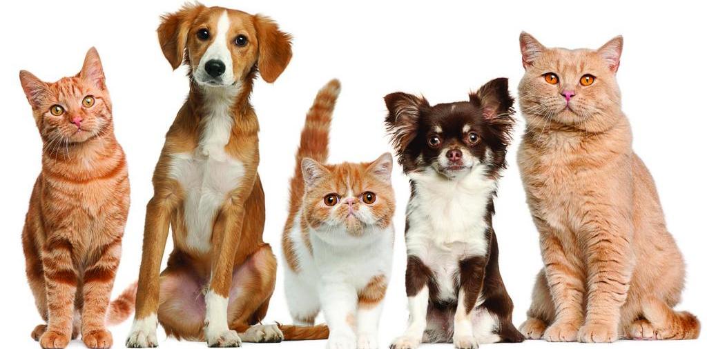Доска объявлений о животных | ЗооТом - продажа, вязка и услуги для животных в Черкесске
