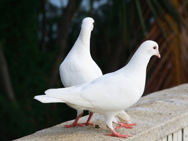 Все о голубях | ЗооТом - продажа, вязка и услуги для животных в Черкесске