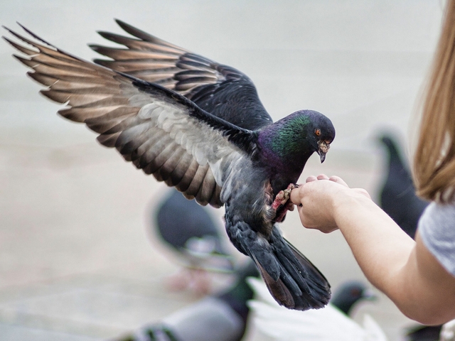 Все о голубях | ЗооТом - продажа, вязка и услуги для животных в Черкесске