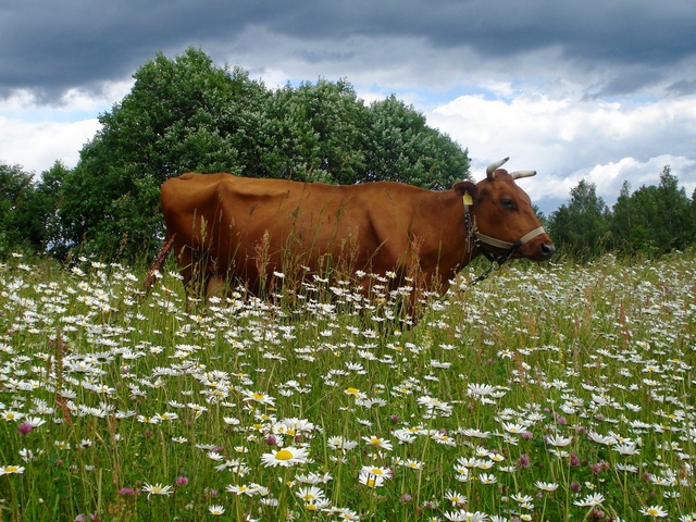 Все о коровах в Черкесске | ЗооТом портал о животных
