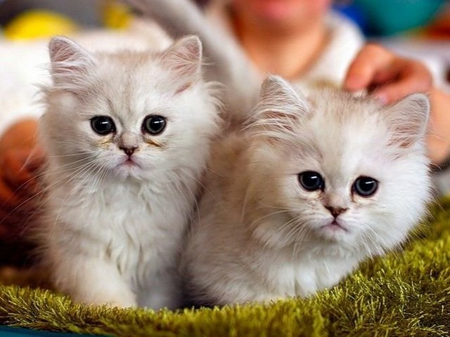 Породы кошек в Черкесске | ЗооТом портал о животных