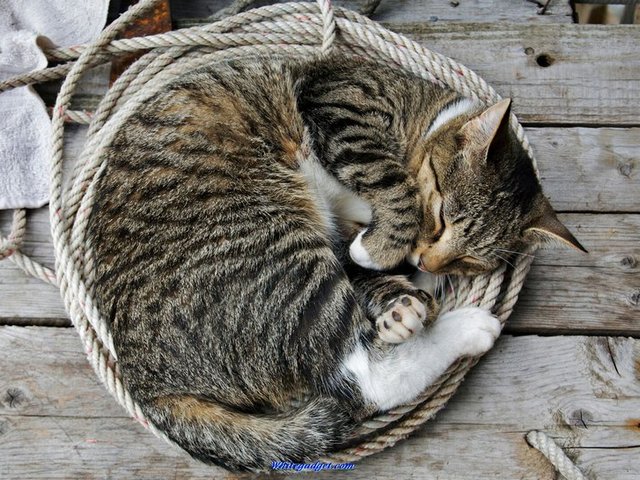 Все о кошках в Черкесске | ЗооТом портал о животных