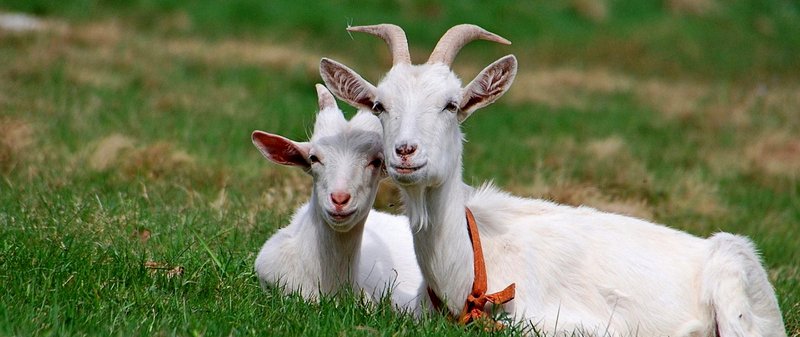 Все о козах в Черкесске | ЗооТом портал о животных