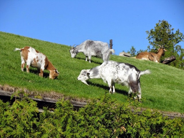 Все о козах в Черкесске | ЗооТом портал о животных