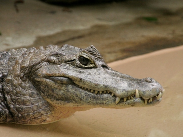Все о крокодилах в Черкесске | ЗооТом портал о животных