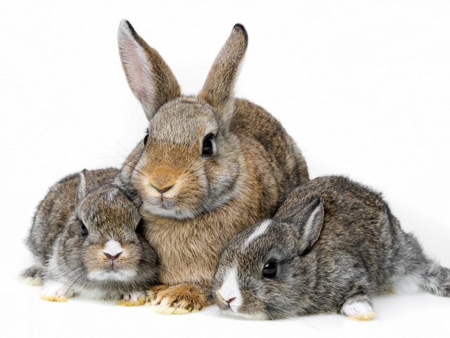 Все о кроликах в Черкесске | ЗооТом портал о животных
