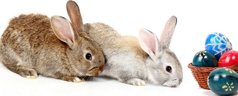 Все о кроликах в Черкесске | ЗооТом портал о животных