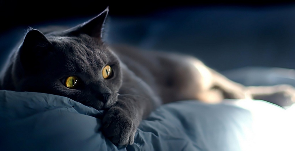 Объявления о кошках | ЗооТом - продажа, вязка и услуги для животных в Черкесске