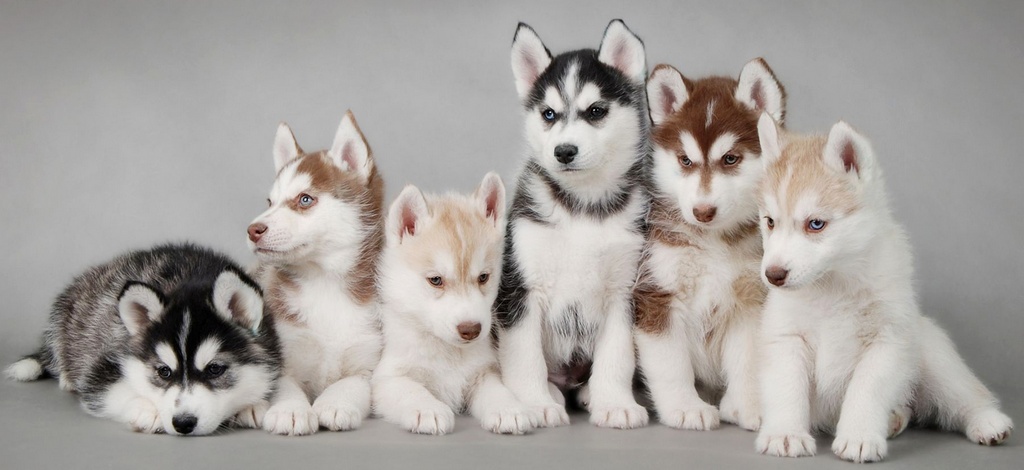 Объявления о собаках | ЗооТом - продажа, вязка и услуги для животных в Черкесске