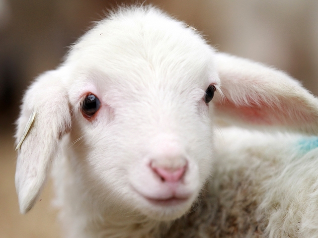 Овцы и бараны в Черкесске | ЗооТом портал о животных