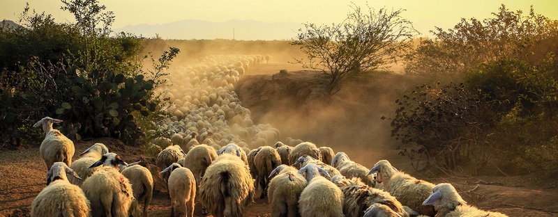 Все об овцах в Черкесске | ЗооТом портал о животных