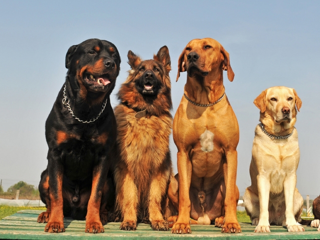 Крупные породы собак в Черкесске | ЗооТом портал о животных