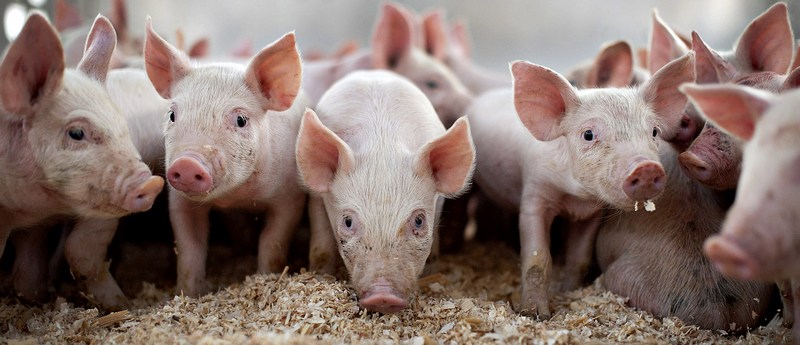 Все о свиньях в Черкесске | ЗооТом портал о животных