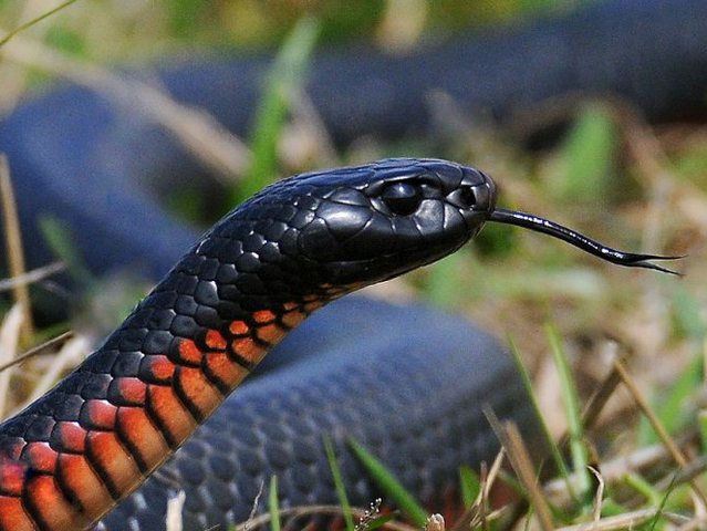 Все о змеях в Черкесске | ЗооТом портал о животных